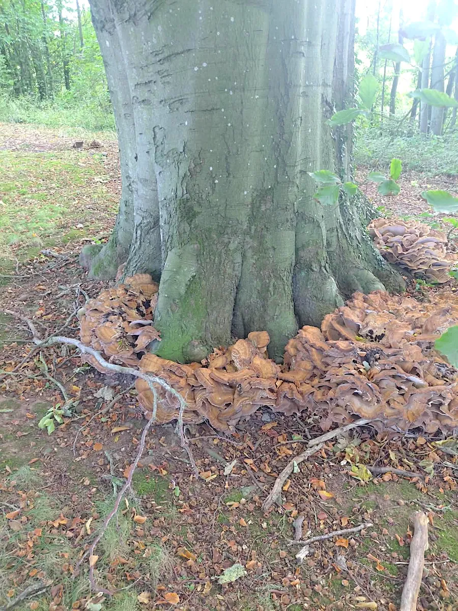 Large bracket fungi growing around the buttress roots at the base of a mature beech tree