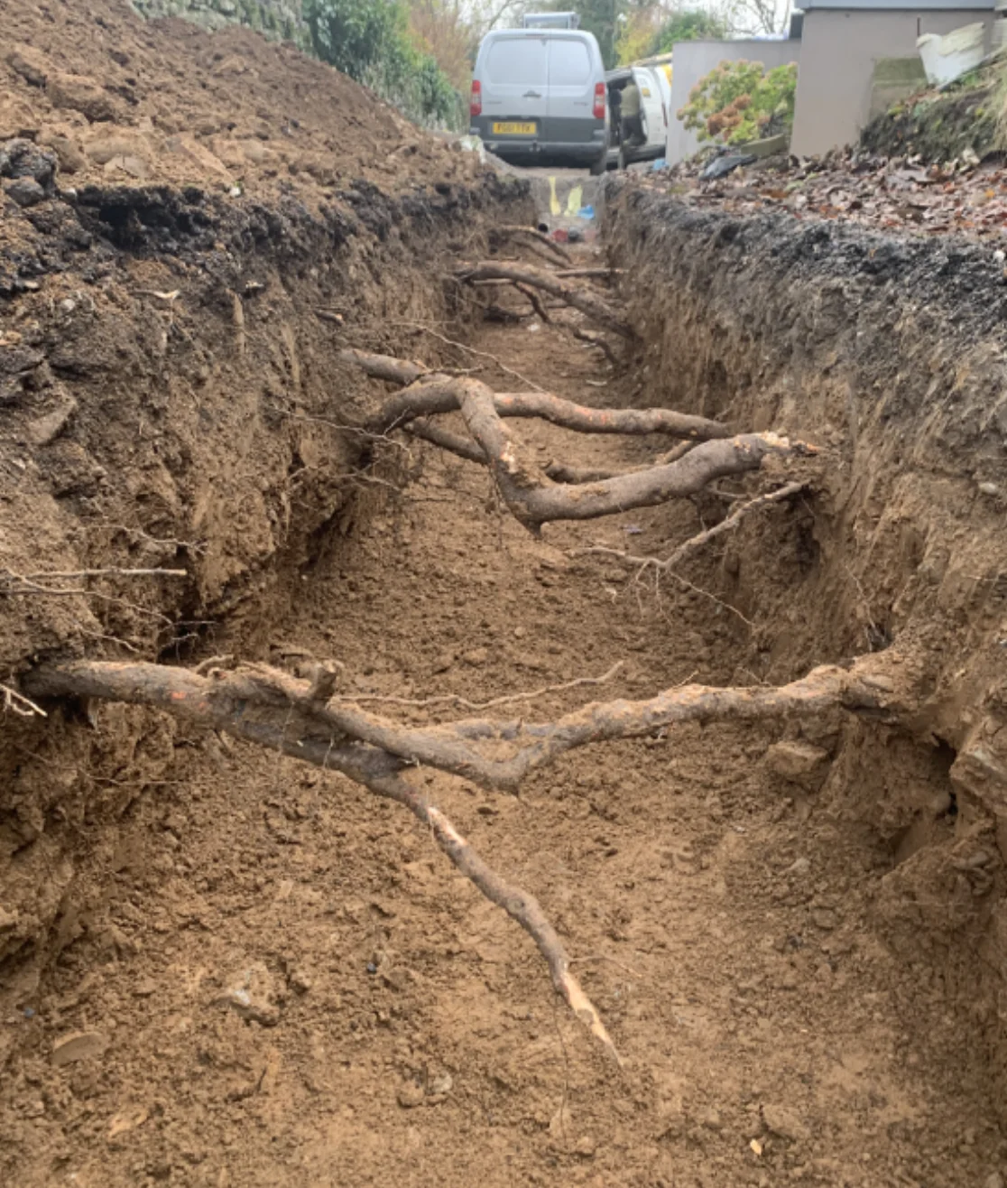 A deep trench with large beech roots left intact across it