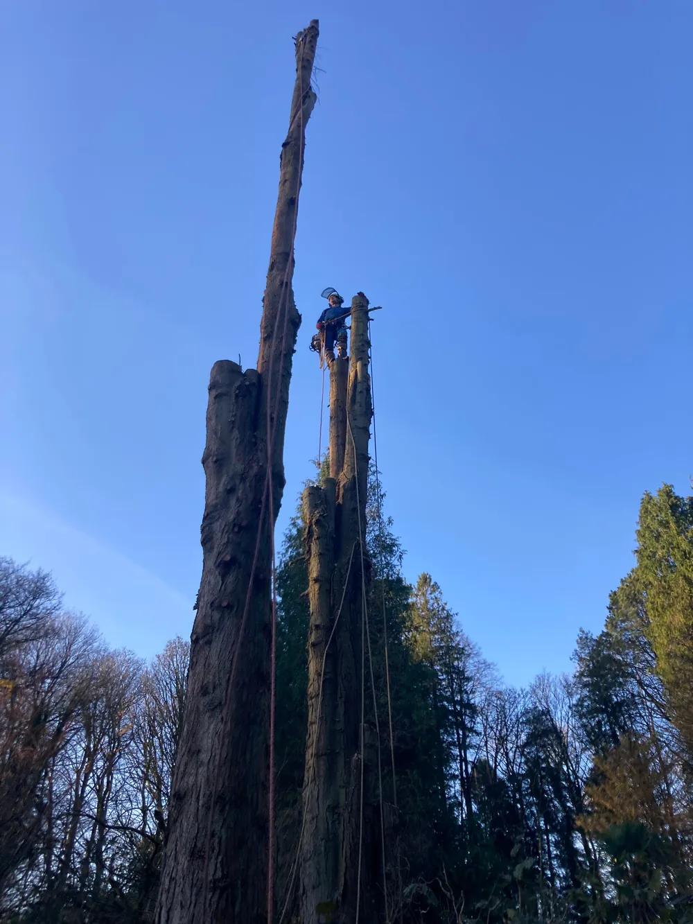 A climber standing on the cut top of a tall dead conifer that is being taken down in sections