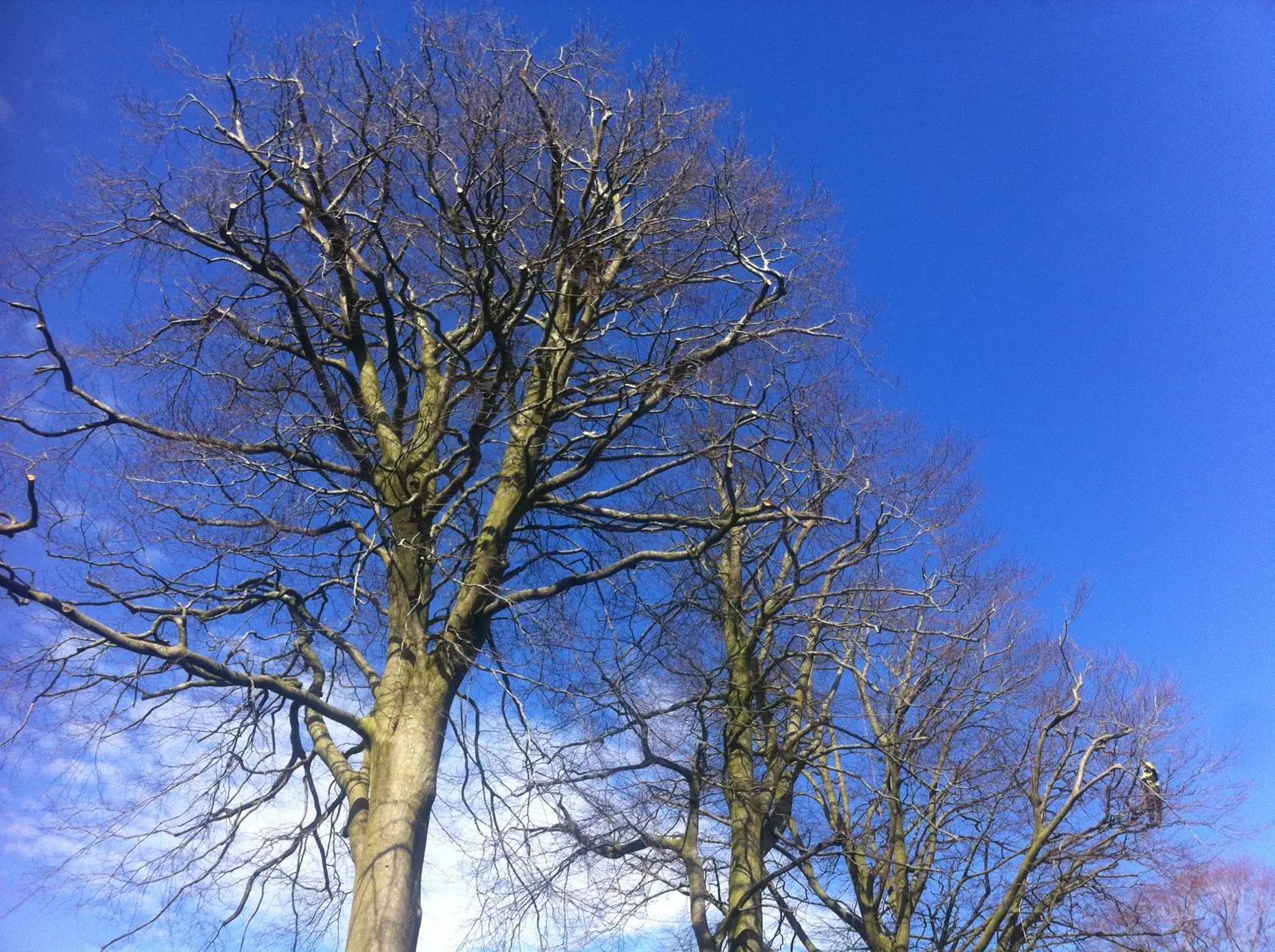 Three large beech trees against a blue sky after crown reduction, with a climber at work in the crown on the right