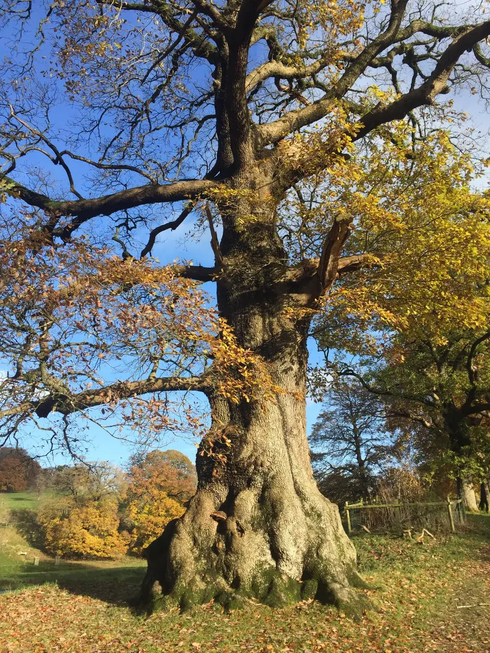 A very old oak in autumn colour in Levens Park, with a broad buttressed base, bracket fungus low on the trunk and a split limb in the crown