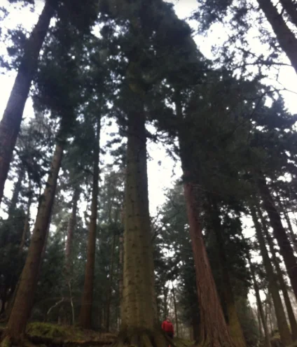 Looking up through tall conifers in Skelghyll Woods, with a person in red standing at the foot of a trunk