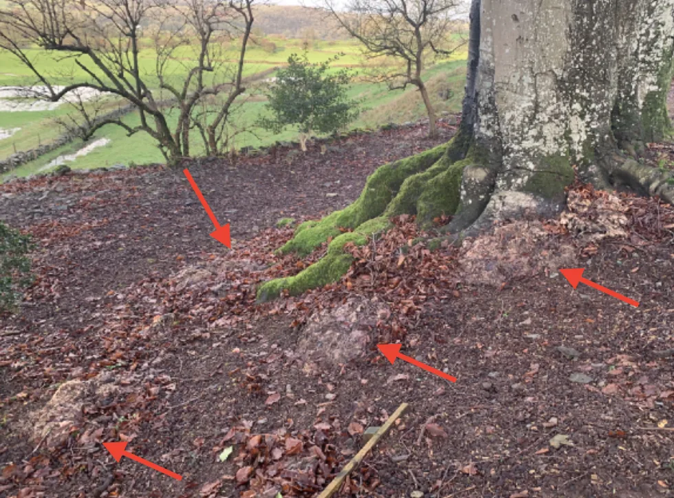 The base of a large beech with red arrows pointing to patches of decaying fungal growth on the ground around its buttress roots